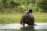 elephant back safaris